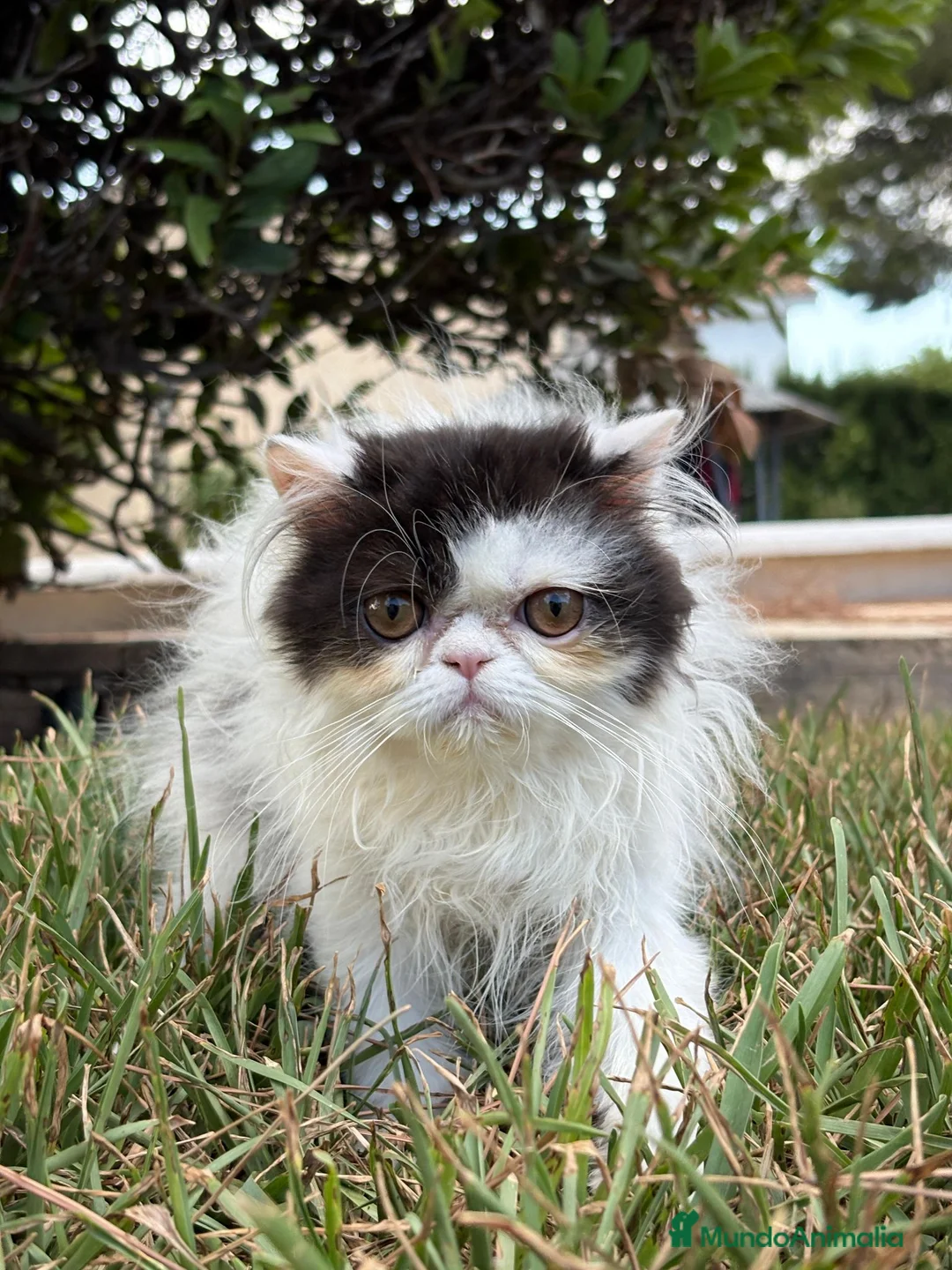 Persa gatos en venta: Persa bicolor blanco y negro - Anuncio 2
