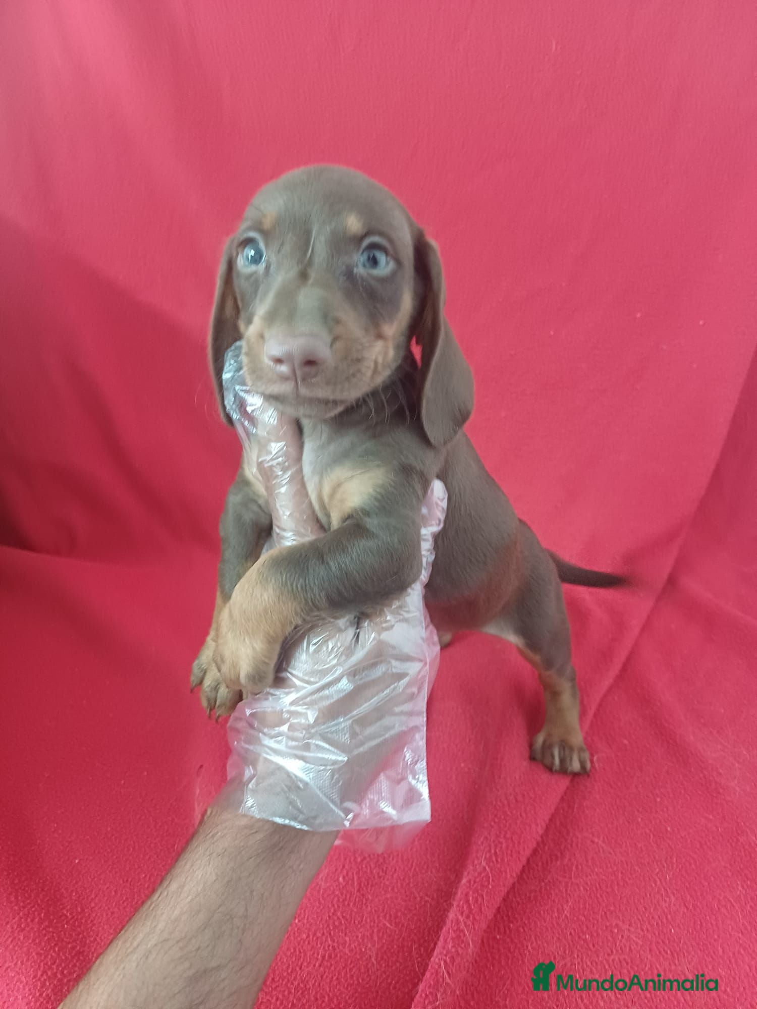 Teckel Miniatura perros Teckel Miniatura Chocolate  - Anuncio 19