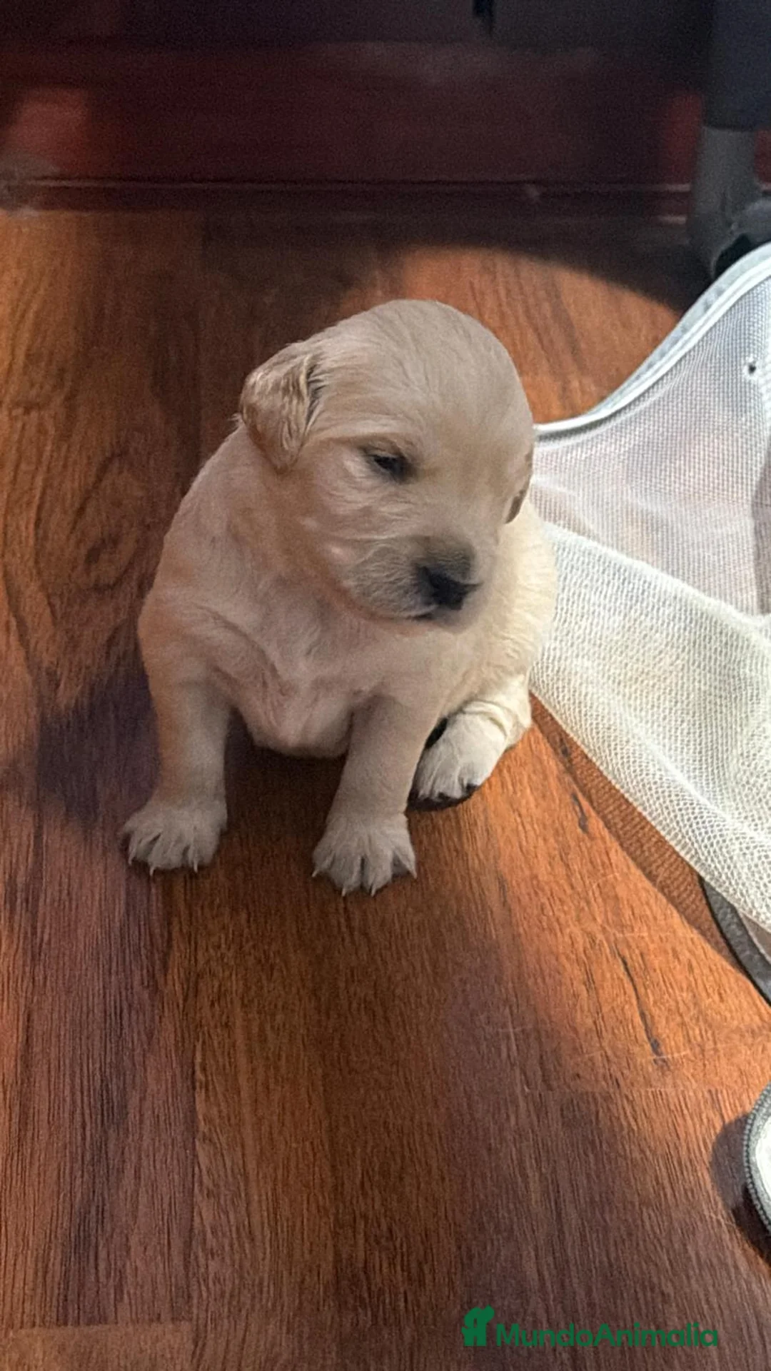 Golden Retriever perros en venta: Golden Retriever  en Salamanca - Anuncio 7