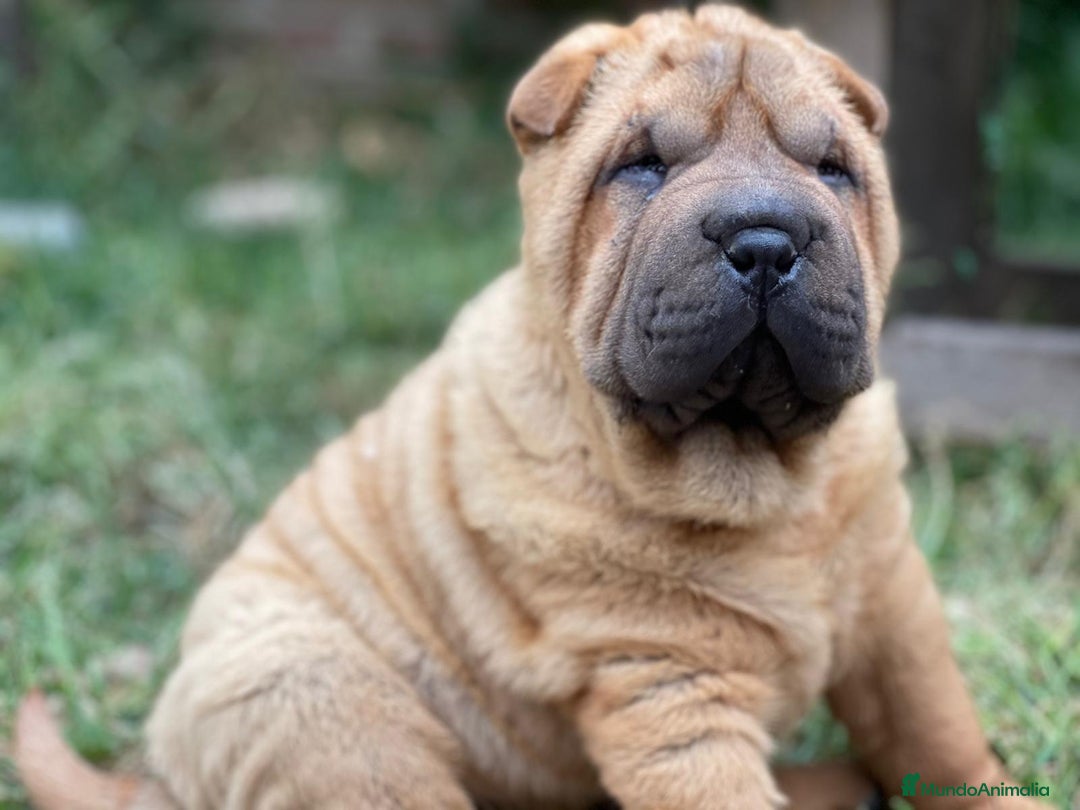 Shar Pei perros en venta: SHAR PEI BEBES MAXIMA CALIDAD!! en Málaga - Imagen 1