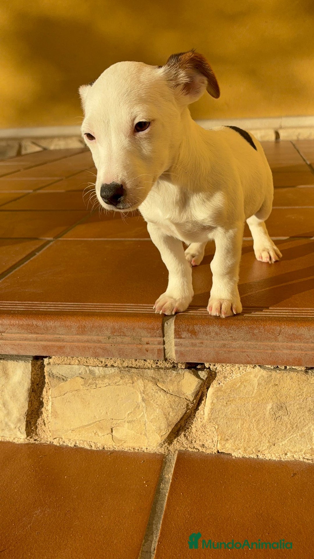 Jack Russell Terrier perros en venta: Cachorros de Jack russell  - Anuncio 19