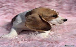 Beagle perros en venta: BEAGLE tricolor hembra  - Imagen 3