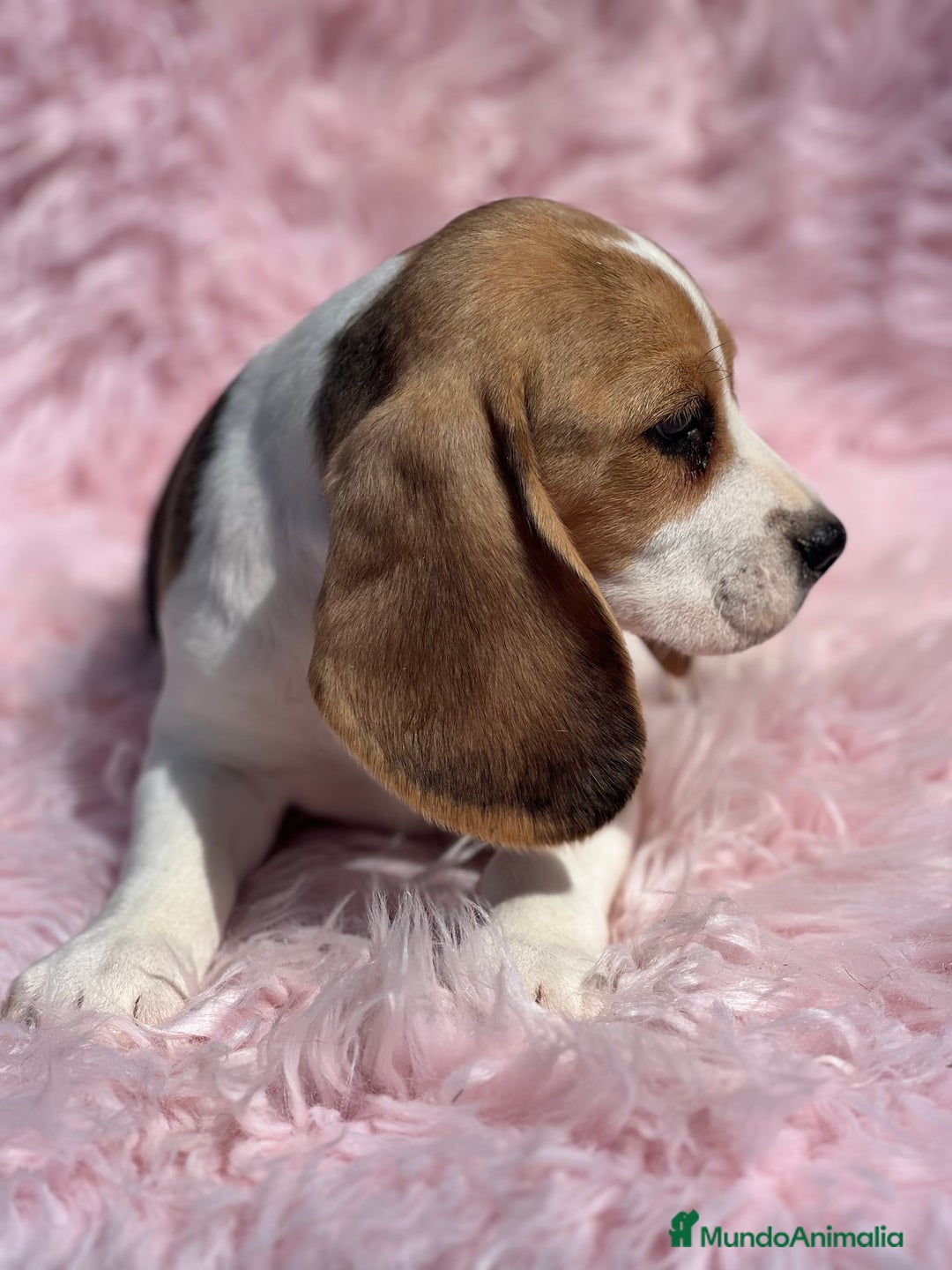 Beagle perros en venta: BEAGLE tricolor hembra  - Imagen 3