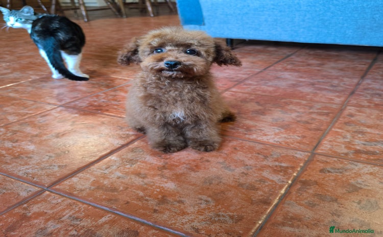 Caniche Toy perros - Anuncio 14