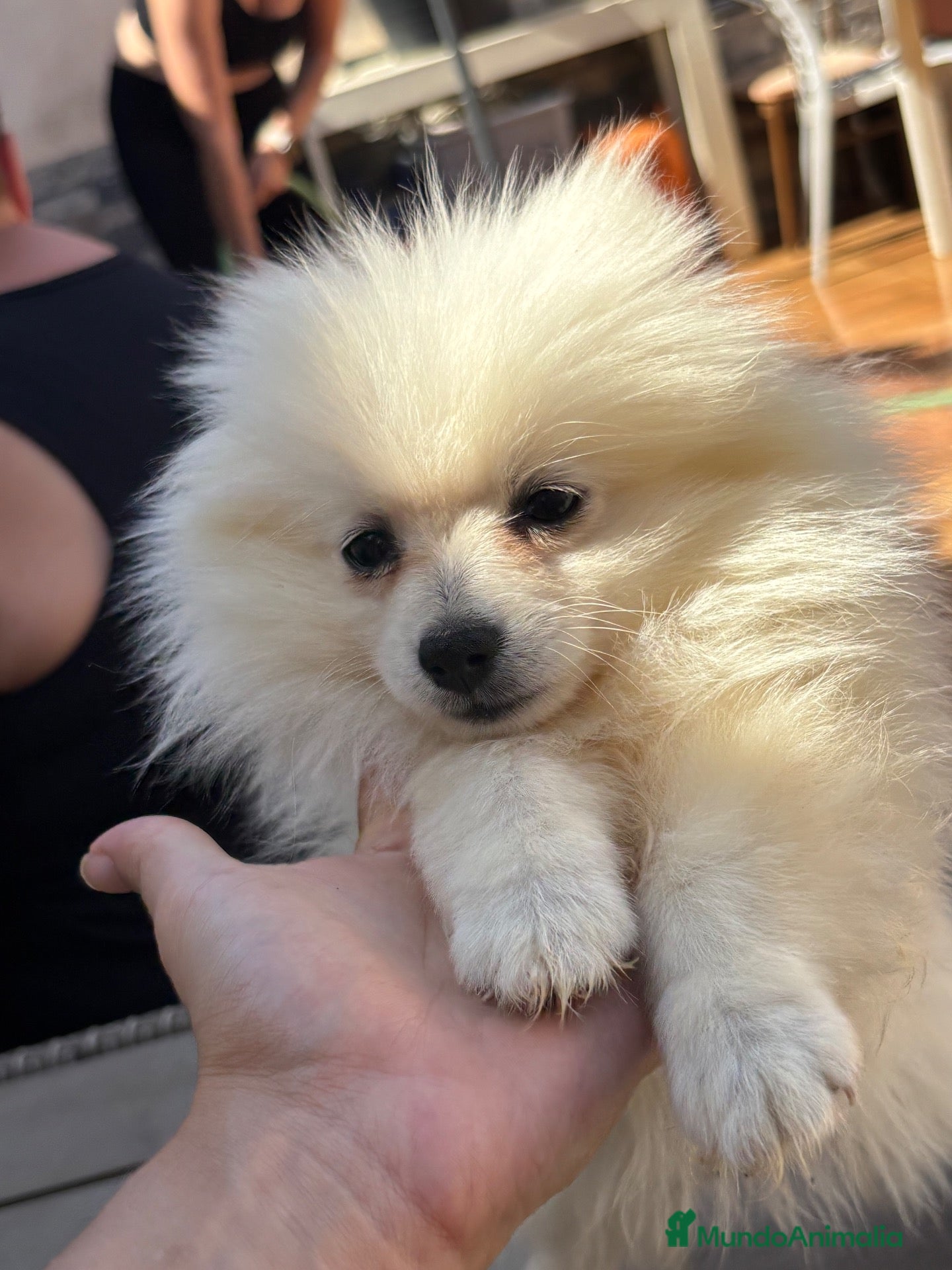 Pomerania perros Preciosos pomeranias🐻 - Anuncio 1