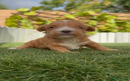 Maltipoo perros en venta: MALTIPOO - Imagen 3