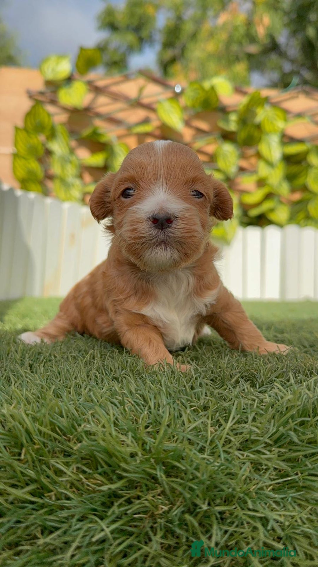 Maltipoo perros en venta: MALTIPOO - Imagen 3