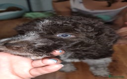 Perro de Agua Español perros en venta: Espectacular perro de aguas - Imagen 6