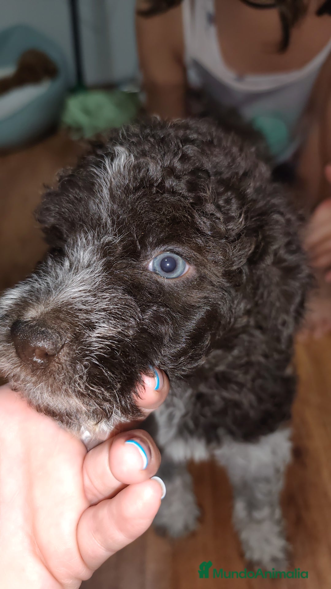 Perro de Agua Español perros en venta: Espectacular perro de aguas - Imagen 6