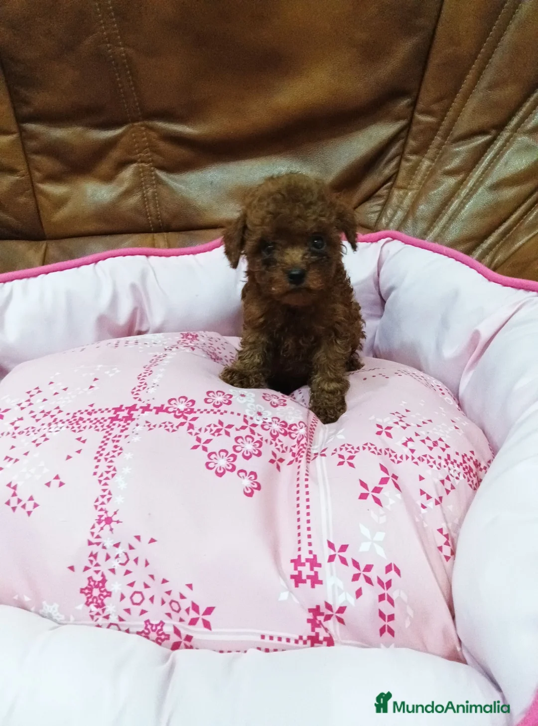 Caniche Toy perros en venta: CANICHE TOY  - Anuncio 2