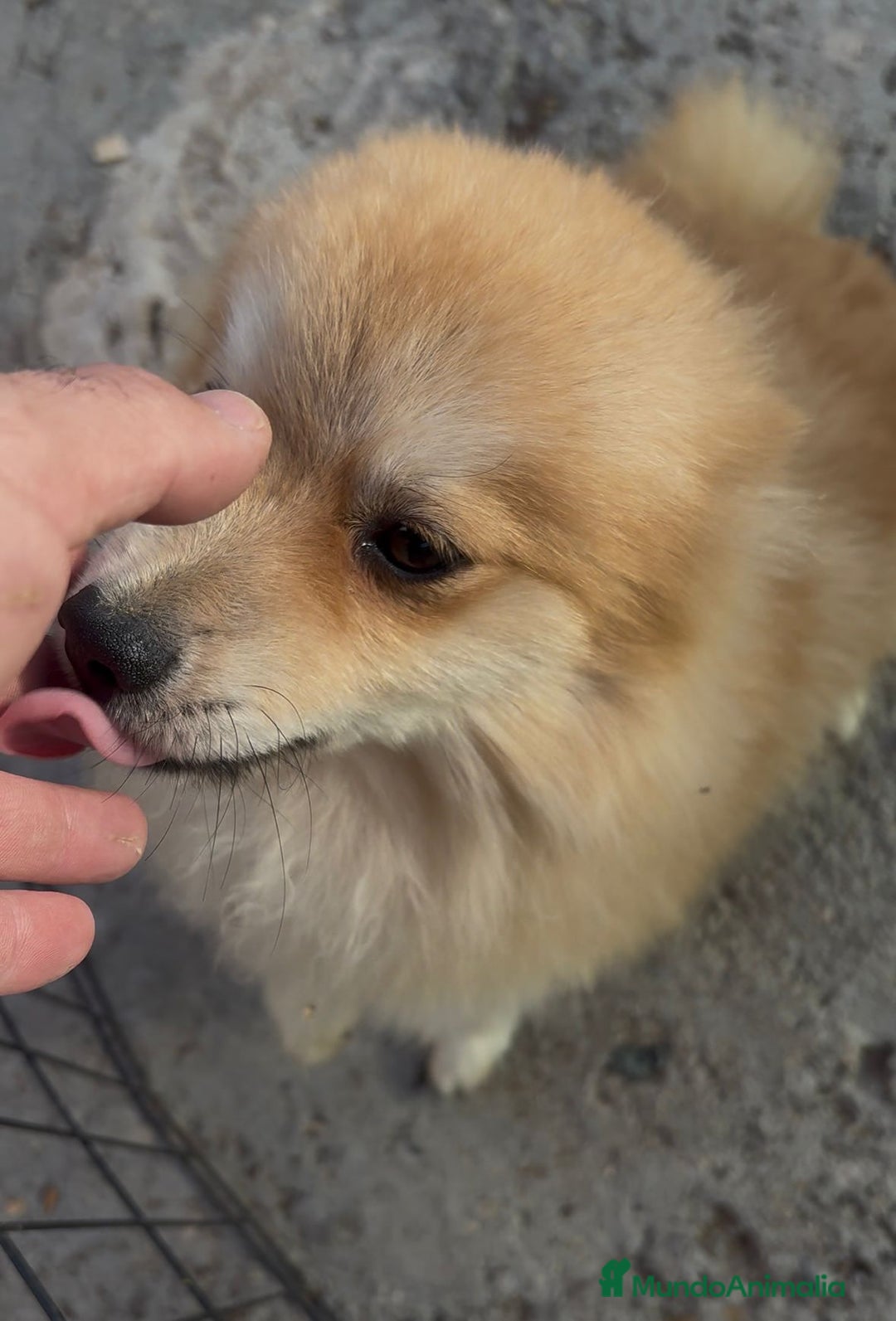 Pomerania perros en venta: Pomerania 6 meses  - Anuncio 7
