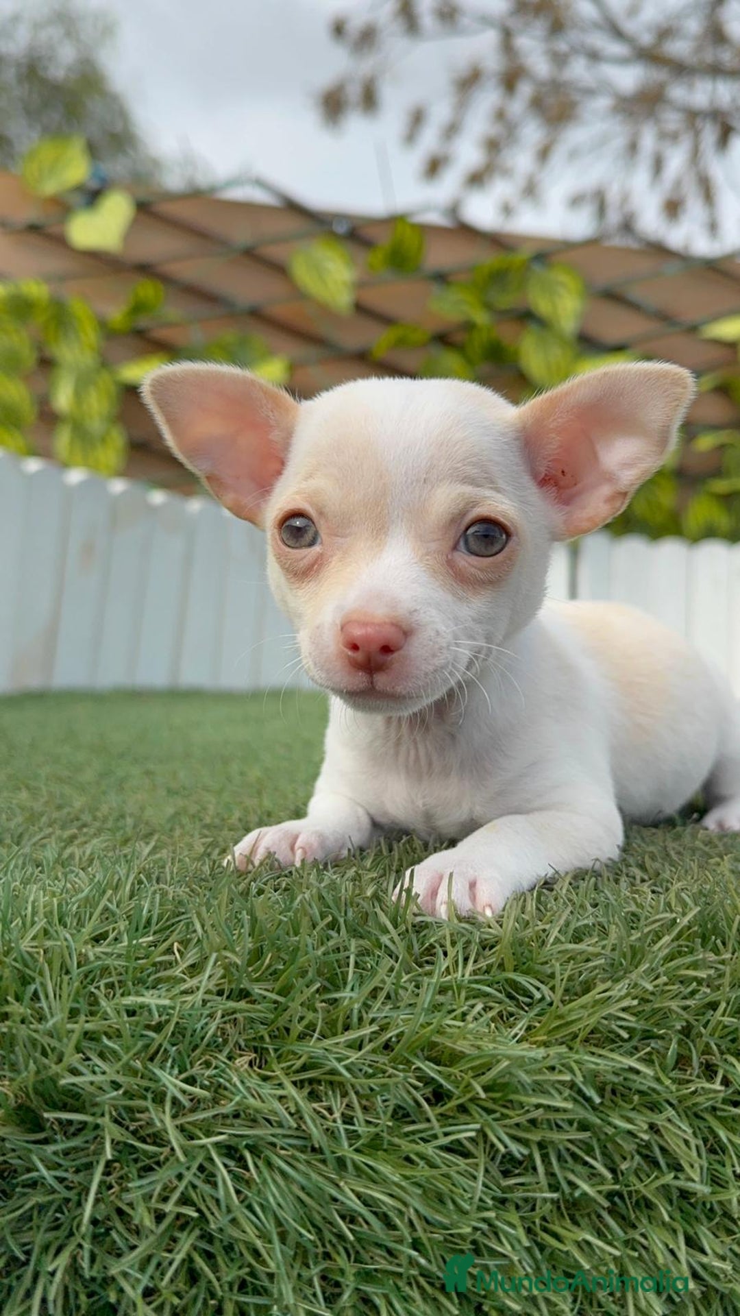 Chihuahua perros en venta: CHIHUAHUA MACHO - Anuncio 7