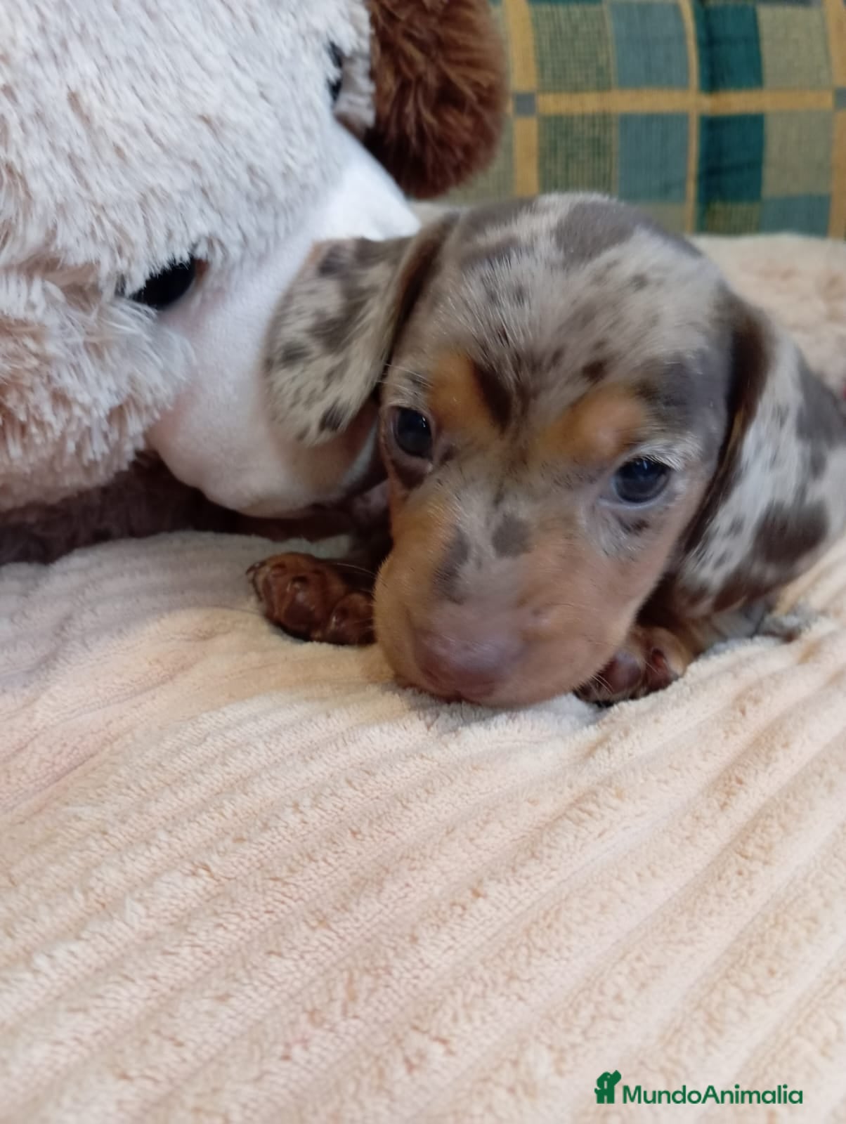 Teckel Miniatura perros Bebés Teckels (perro salchicha ) - Anuncio 2