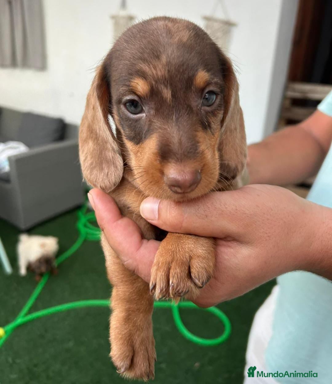 Teckel perros en venta: Teckel kanichen  - Imagen 1