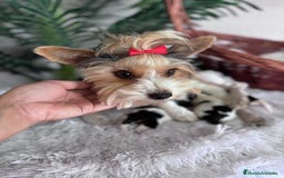 Yorkshire Terrier perros en venta: YORKSHIRE BIEWER - Imagen 3