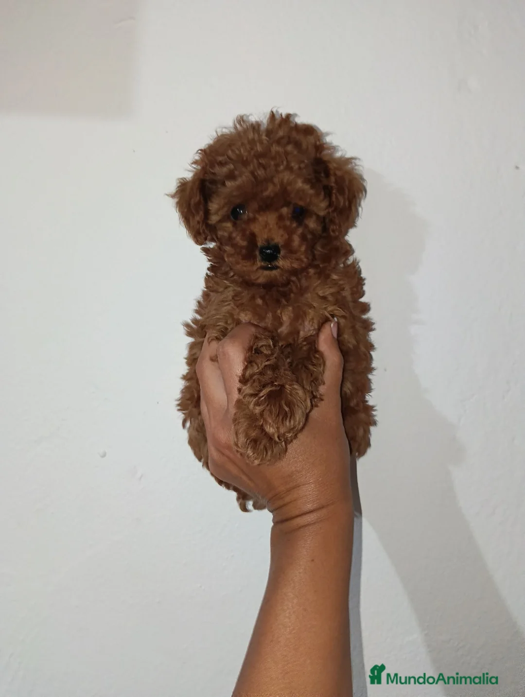 Caniche Toy perros en venta: Caniche toy rojo - Anuncio 3