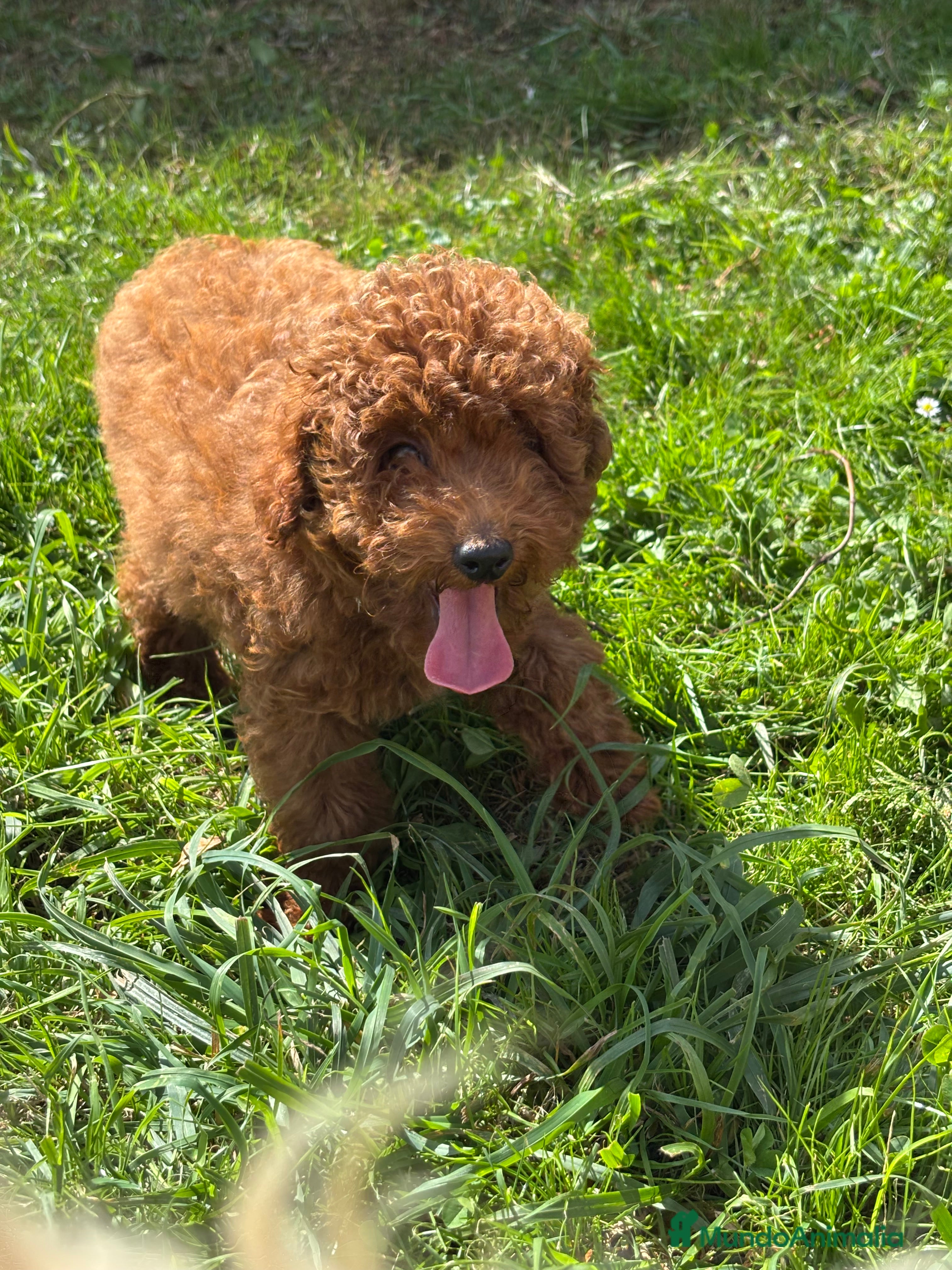 Caniche Mediano perros caniche mediano - Anuncio 4