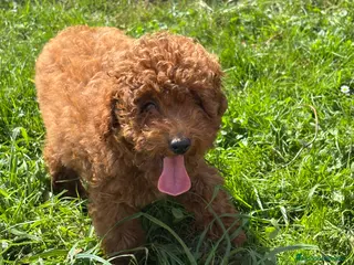 Caniche Mediano perros caniche mediano - Anuncio 3