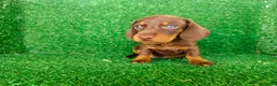 Teckel Miniatura perros en venta: teckel miatura - Anuncio 2