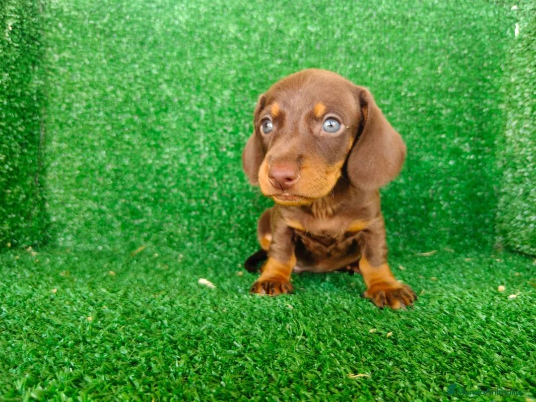 Teckel Miniatura perros en venta: teckel miatura - Anuncio 2