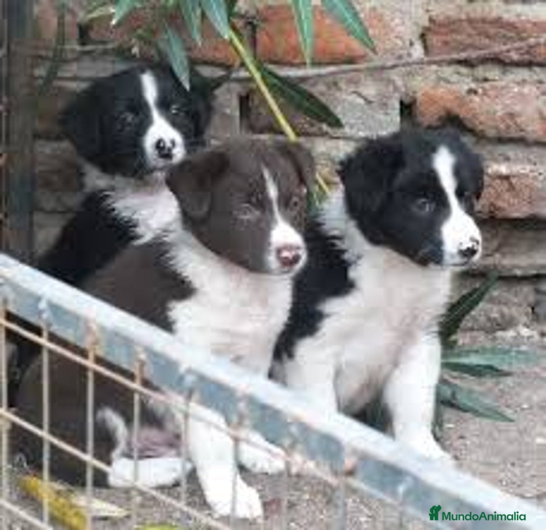 Border Collie perros en venta: BORDER COLLIE - Imagen 1