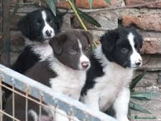 Border Collie perros - Anuncio 9