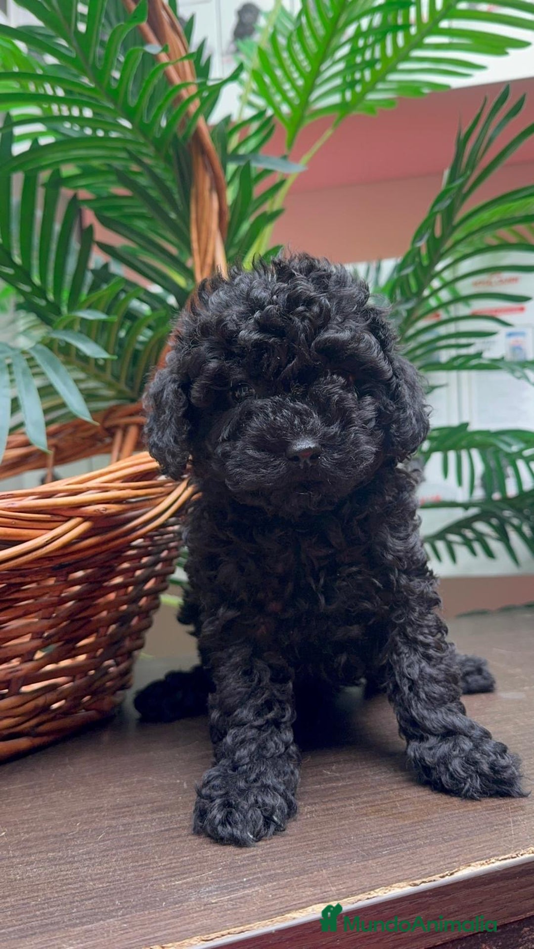 Caniche Toy perros en venta: CANICHE TOY MACHO - Anuncio 12