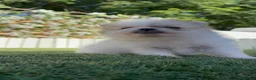 Pomerania perros en venta: POMERANIA - Anuncio 20