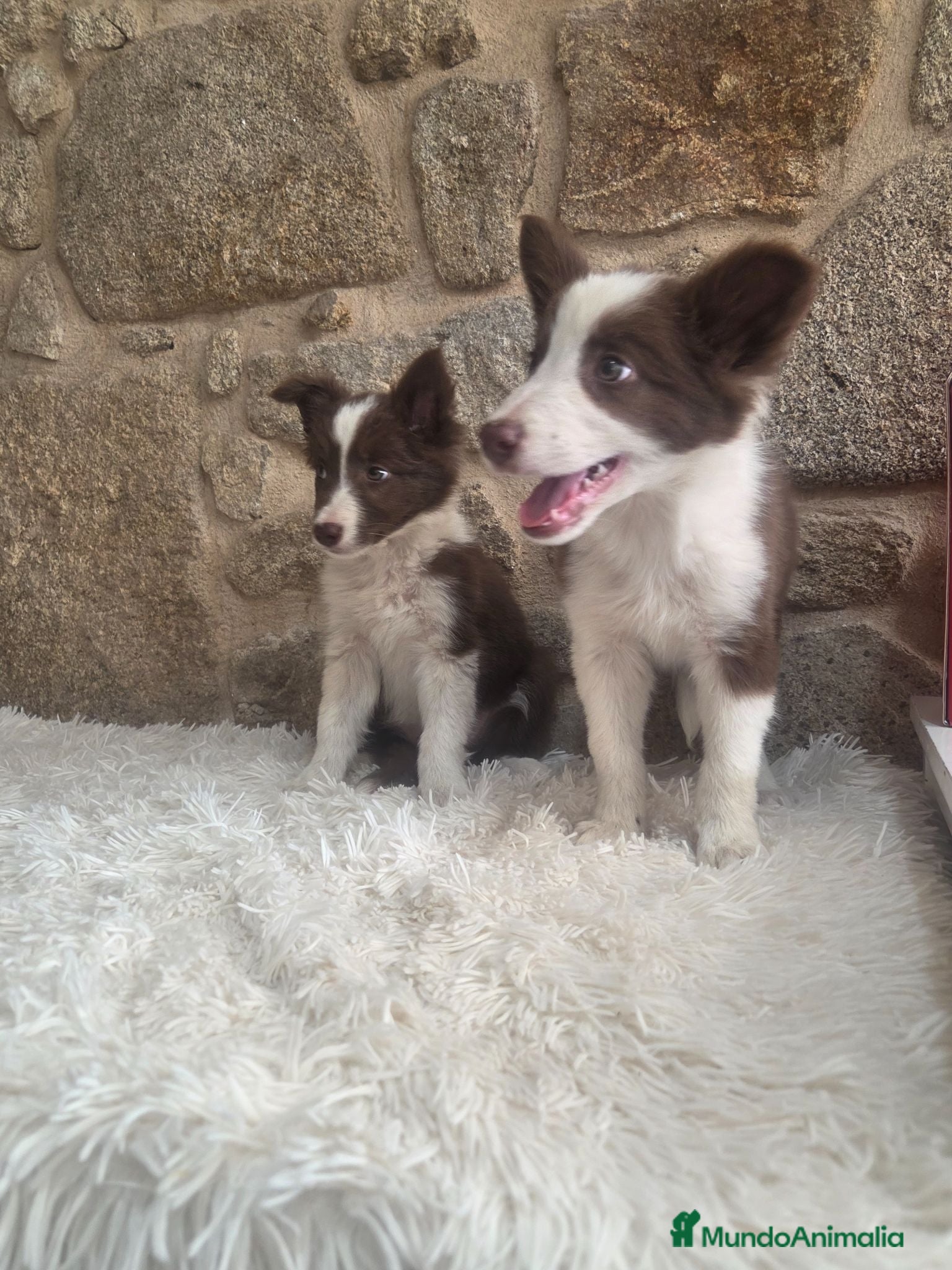 Border Collie perros Cachorros de border collie - Anuncio 1