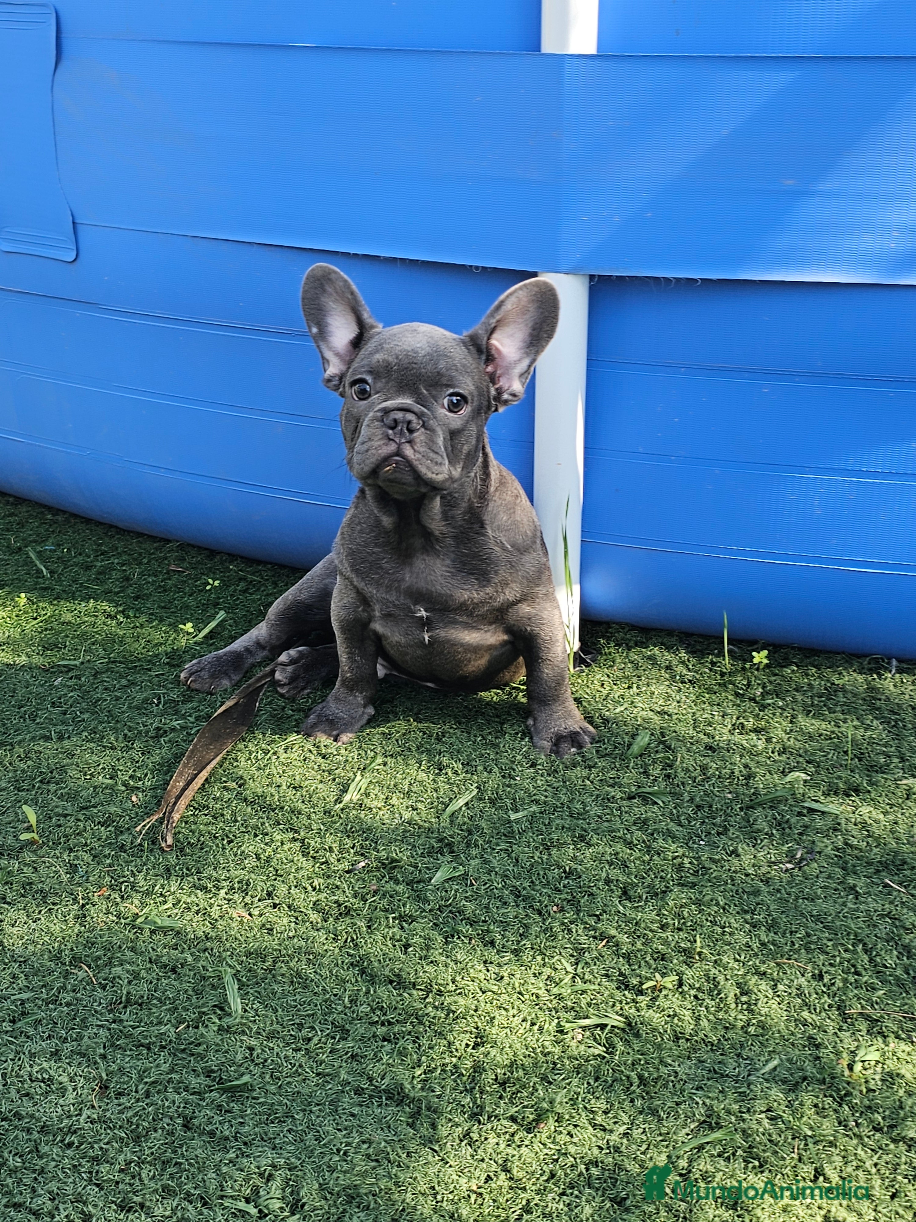 Bulldog Francés perros Bulldog francés blue  - Anuncio 16