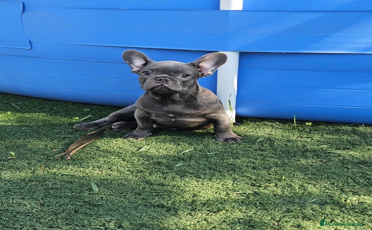 Bulldog Francés perros - Anuncio 5