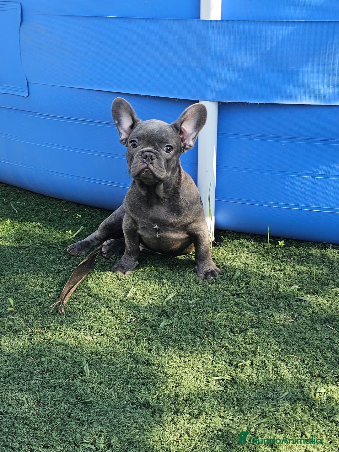 Bulldog Francés perros en venta: Bulldog francés blue  - Imagen 1