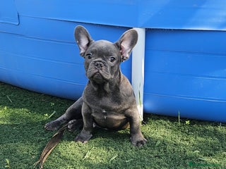 Bulldog Francés perros - Anuncio 10
