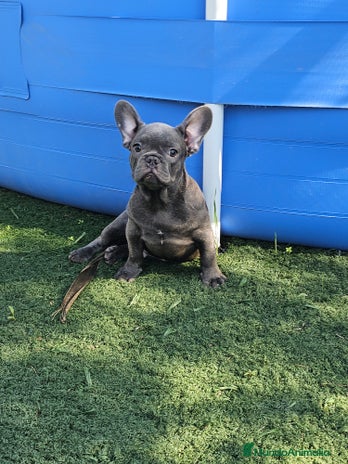 Bulldog Francés perros - Anuncio 8