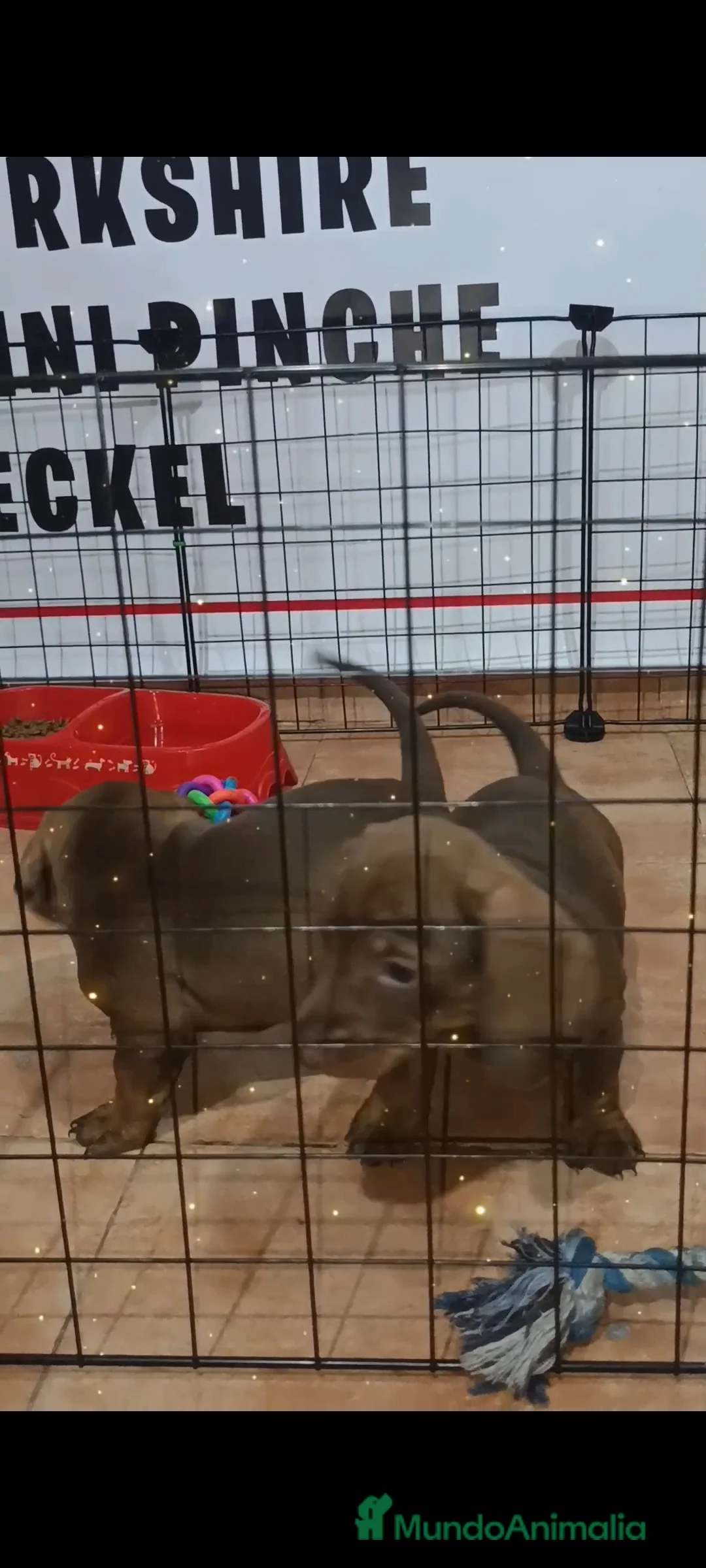 Teckel Miniatura perros en venta: Teckel miniatura  - Anuncio 4