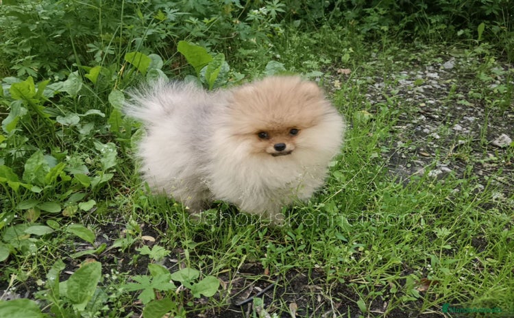 Pomerania perros - Anuncio 1
