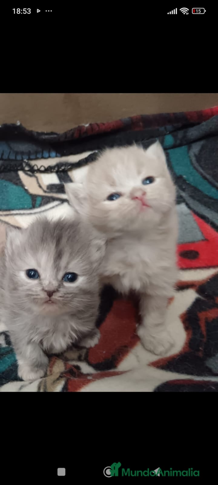 Persa gatos Gatos persas - Anuncio 2