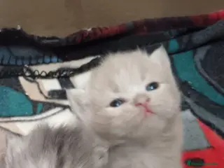 Persa gatos Gatos persas - Anuncio 2