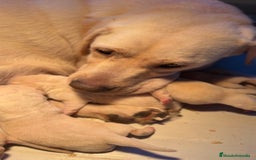 Labrador Retriever perros en venta: Labrador amarillo  - Imagen 5