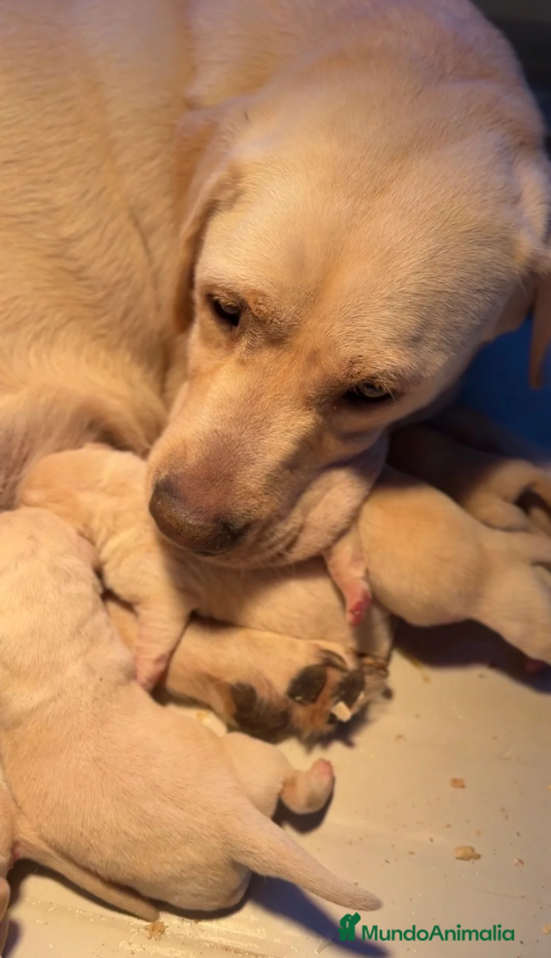 Labrador Retriever perros en venta: Labrador amarillo  - Anuncio 5