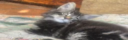 Bosque de Noruega gatos en venta: Bosque de Noruega gatitos disponibles. - Anuncio 2