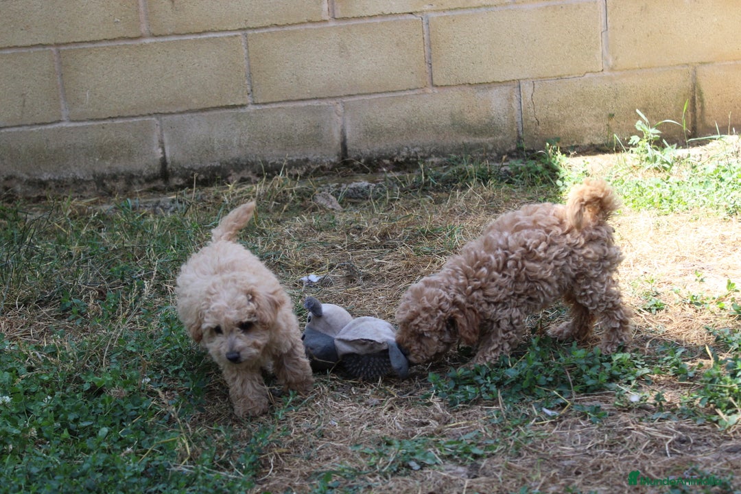 Caniche Enano perros en venta: Caniche enana  - Imagen 8