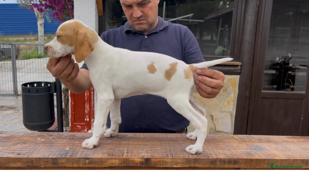 Pointer perros en venta: Benidorm Caraby pointer inglés  en Alicante - Anuncio 7