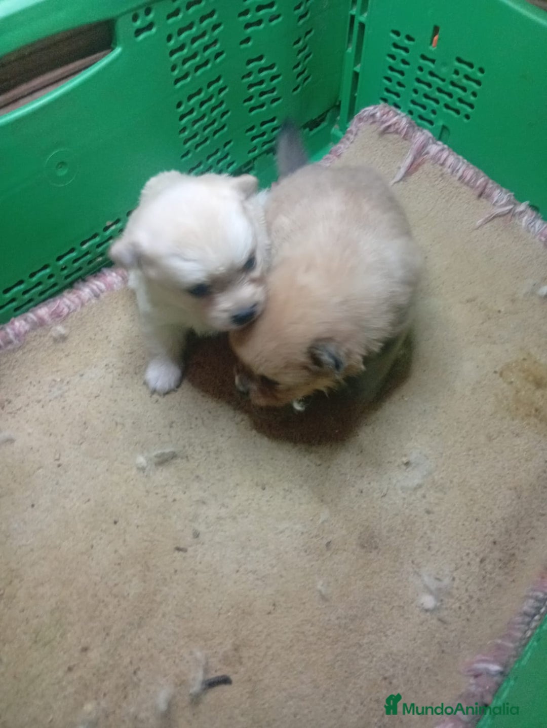Pomerania perros en venta: POMERANIA CALIDAD Y SELECCIÓN  - Imagen 2