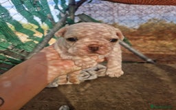 Bulldog Francés perros en venta: Bulldog francés  - Imagen 4