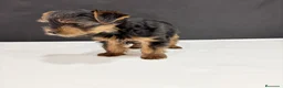Yorkshire Terrier perros en venta: Yorkshire terrier toy  - Anuncio 4