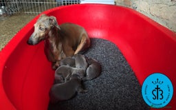 Pequeño Lebrel Italiano perros en venta: PICCOLO LEBREL ITALIANO PEDEGREE (LOE) - Imagen 3