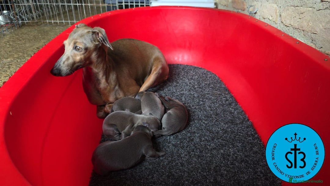Pequeño Lebrel Italiano perros en venta: PICCOLO LEBREL ITALIANO PEDEGREE (LOE) - Imagen 3