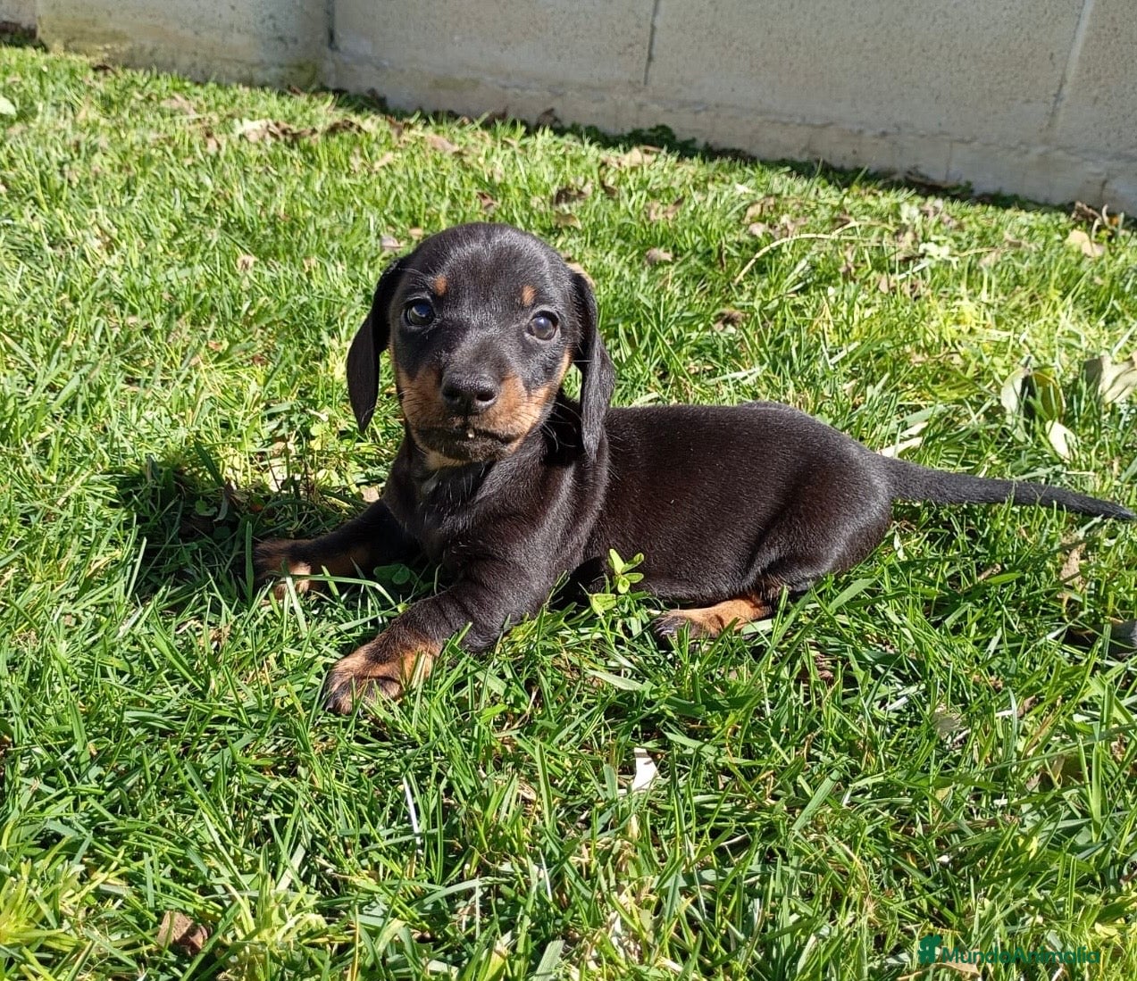 Teckel Miniatura perros Teckel Negro Fuego  - Anuncio 1