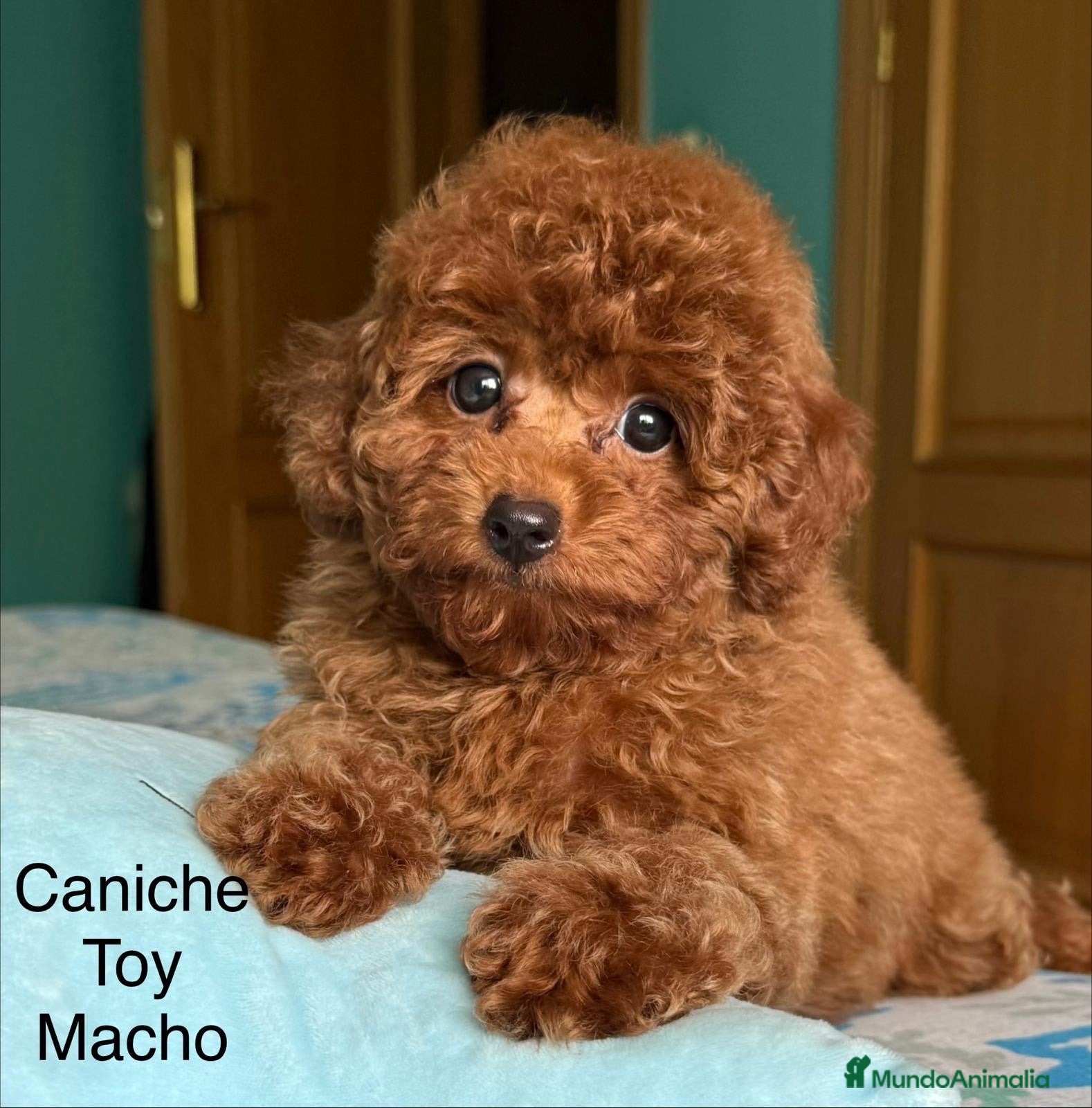 Caniche Toy perros Caniche toy asiáticos precioso y pequeñito !! - Anuncio 2